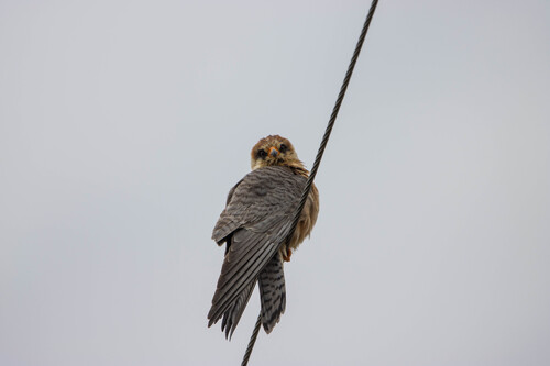 Red-footed Falcon