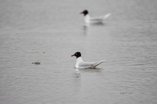 Mediterranean Gull