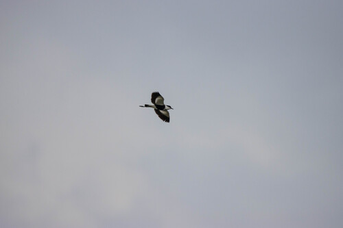 Spur-winged Lapwing