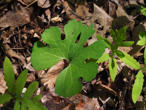 bloodroot