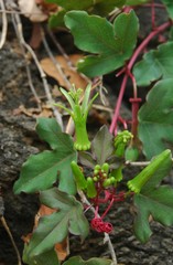 Passiflora viridiflora