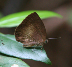 Arhopala perimuta