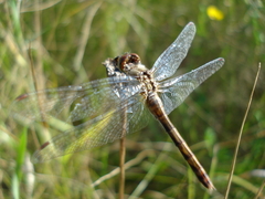 Sympetrum