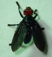 Bromophila caffra