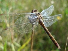 Sympetrum