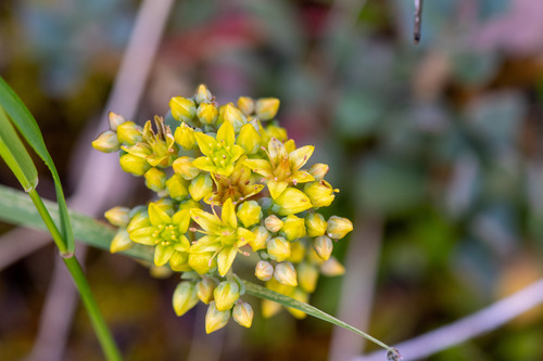 Sierra stonecrop