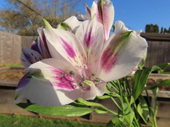Alstroemeria