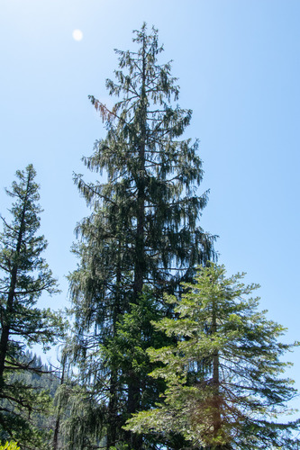Brewer spruce