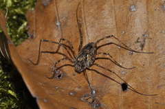 Platybunus