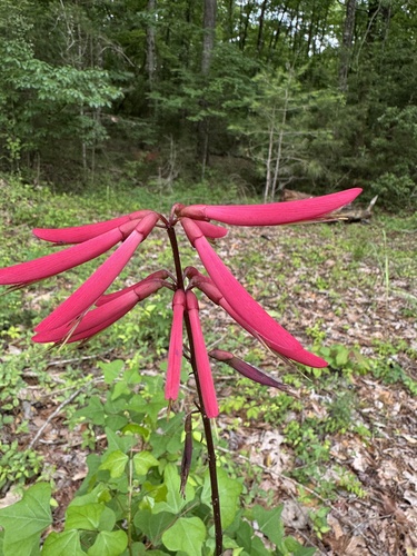 Eastern Coral Bean
