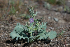 Lactuca undulata