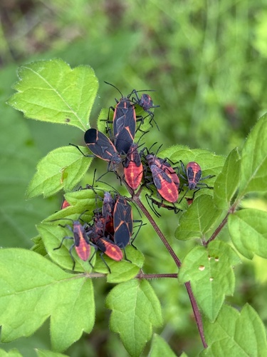Eastern Boxelder Bug