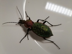 Carabus lafossei
