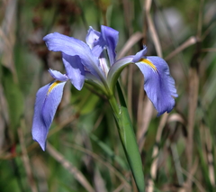 Iris giganticaerulea