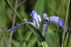 Iris giganticaerulea