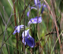Iris giganticaerulea