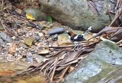 Enicurus ruficapillus