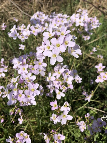 Cardamine pratensis iNat (1)