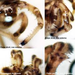 Platybunus