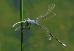 Lestes eurinus