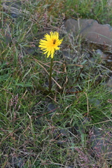 Taraxacum longicorne
