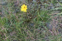 Taraxacum longicorne
