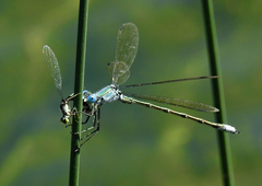 Lestes eurinus