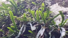 Grammitis stenophylla