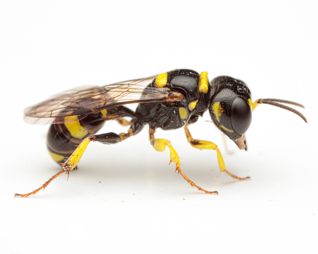 Tracheliodes quinquenotatus