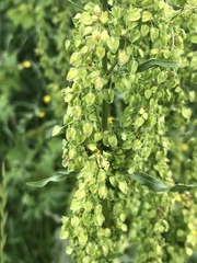 Rumex altissimus