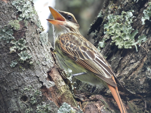 Streaked Flycatcher