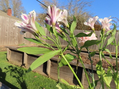 Alstroemeria