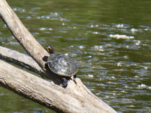 Trachemys scripta elegans