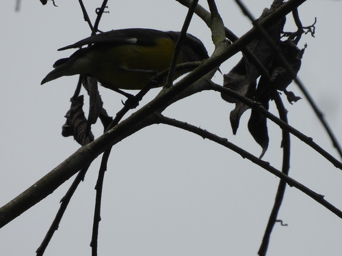 Bananaquit