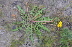 Taraxacum longicorne