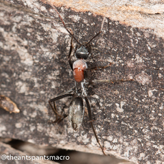 Camponotus ephippium