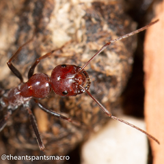 Melophorus rufoniger