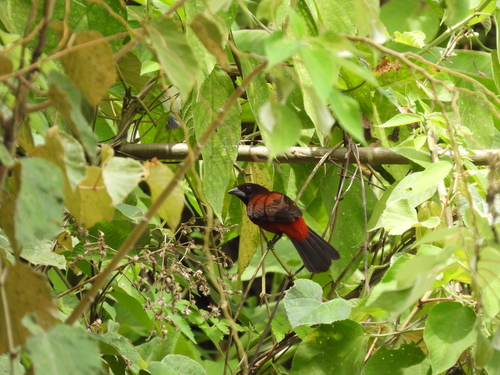 Crimson-backed Tanager