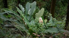 Alpinia hainanensis