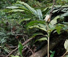Alpinia hainanensis