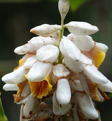 Alpinia hainanensis