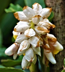 Alpinia hainanensis
