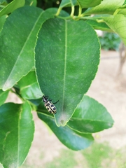 Astylus atromaculatus