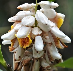 Alpinia hainanensis