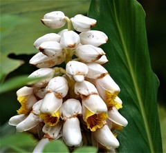 Alpinia hainanensis