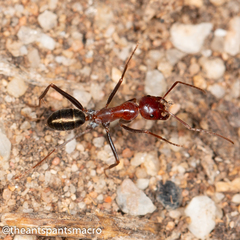 Melophorus rufoniger