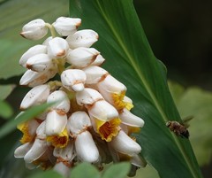 Alpinia hainanensis