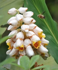 Alpinia hainanensis
