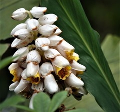 Alpinia hainanensis