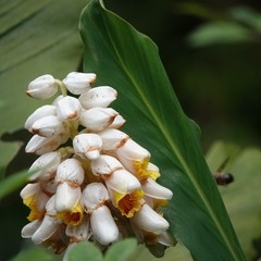 Alpinia hainanensis